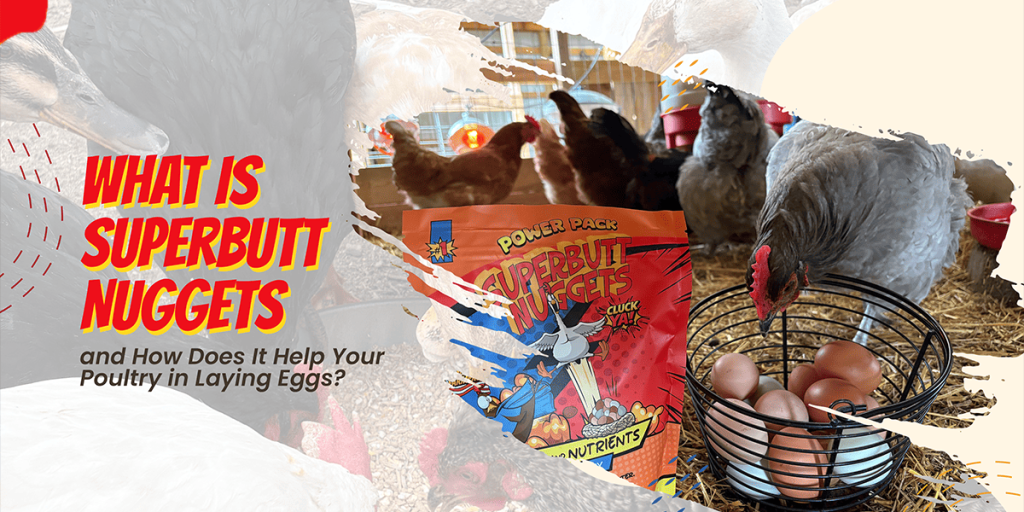 What is Superbutt Nuggets and How Does It Help Your Poultry in Laying Eggs?